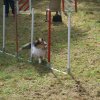 foire-haricots 2011-09-17et18